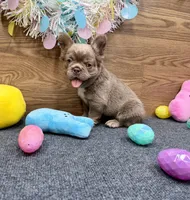 Megan, a female French Bulldog for sale in Tuscola, TX – Photo 8 of 10