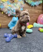 Megan, a female French Bulldog for sale in Tuscola, TX – Photo 3 of 10