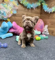 Megan, a female French Bulldog for sale in Tuscola, TX – Photo 9 of 10