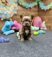 Megan, a female French Bulldog for sale in Tuscola, TX – Photo 10 of 10