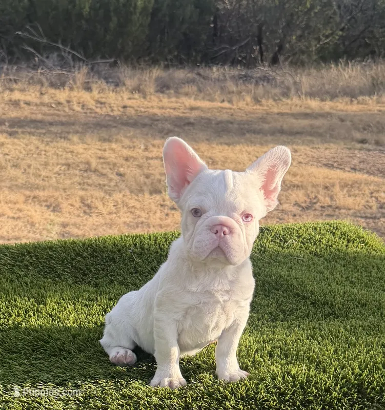 Moonshine – French Bulldog puppy for sale in Tuscola, TX