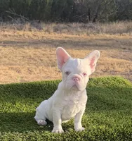 Moonshine, a male French Bulldog for sale in Tuscola, TX – 1 of 5