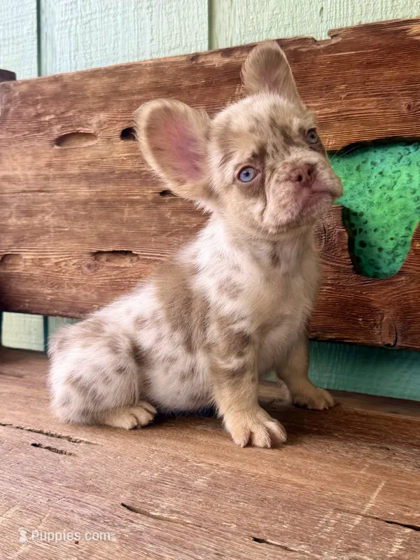 Wilder, a male French Bulldog for sale in Tuscola, TX - 8 of 9