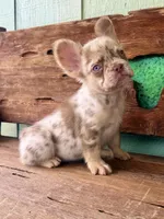 Wilder, a male French Bulldog for sale in Tuscola, TX – 8 of 9