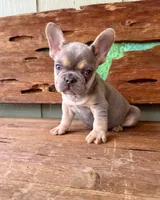 Jasper, a male French Bulldog for sale in Tuscola, TX – 2 of 10