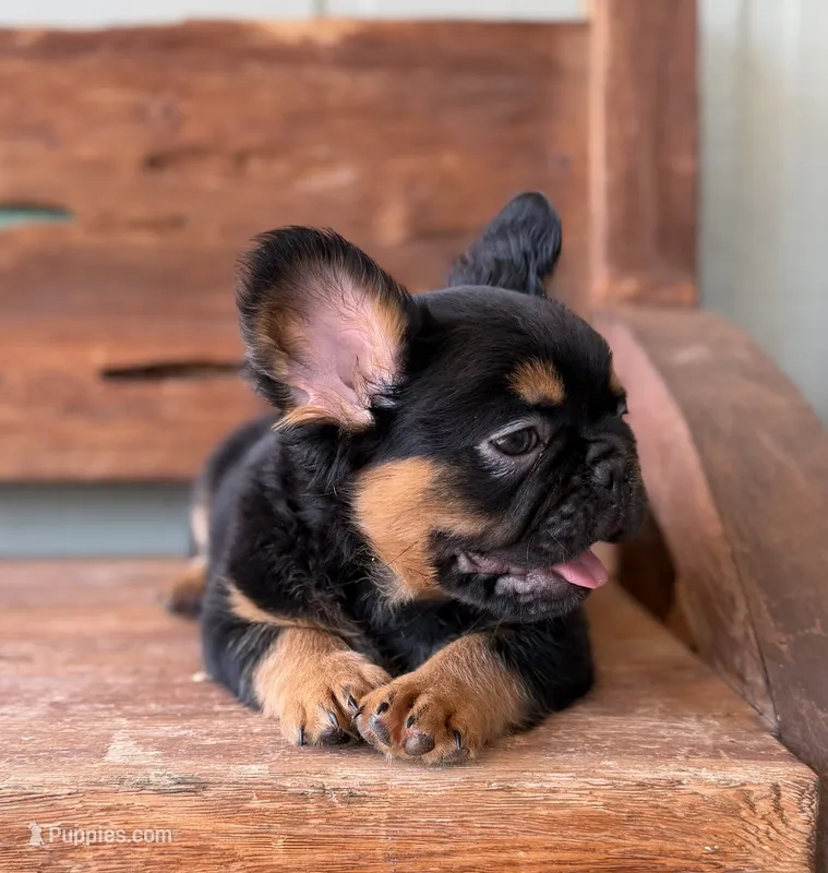 Bear, a male French Bulldog for sale in Tuscola, TX - 3 of 6