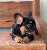 Bear, a male French Bulldog for sale in Tuscola, TX – 3 of 7