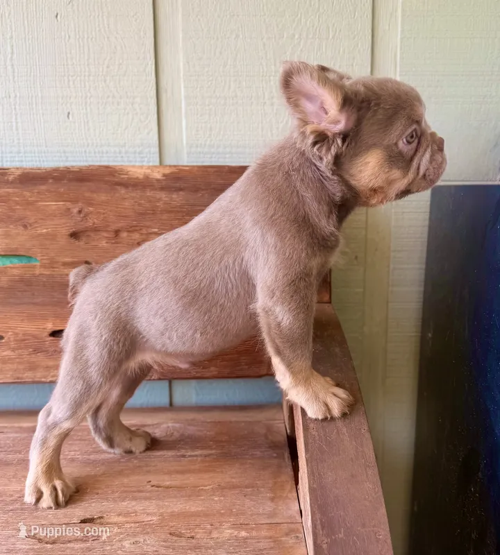 Shiner, a male French Bulldog for sale in Tuscola, TX - 2 of 8