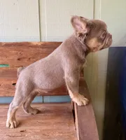 Shiner, a male French Bulldog for sale in Tuscola, TX – 2 of 8