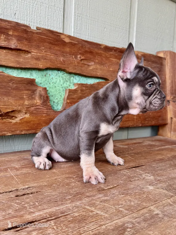 Hazel, a female French Bulldog for sale in Tuscola, TX - 5 of 9