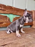 Hazel, a female French Bulldog for sale in Tuscola, TX – 5 of 9
