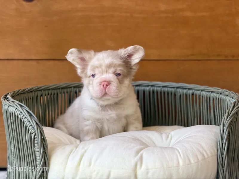 Cognac – French Bulldog puppy for sale in Tuscola, TX