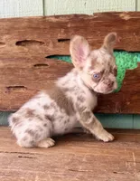 Wilder, a male French Bulldog for sale in Tuscola, TX – 7 of 9