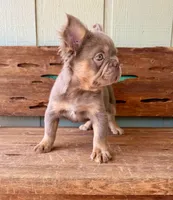 Shiner, a male French Bulldog for sale in Tuscola, TX – 8 of 8