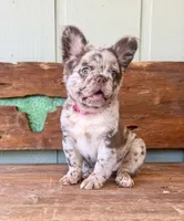 Honey, a female French Bulldog for sale in Tuscola, TX – 7 of 10