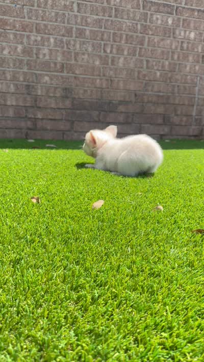 Halo, a female French Bulldog for sale in Tuscola, TX – 8 of 8