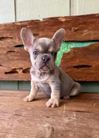 Jasper, a male French Bulldog for sale in Tuscola, TX – 4 of 10