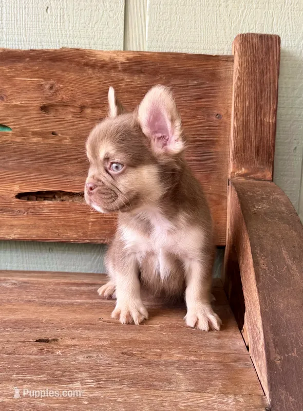 Rusty, a male French Bulldog for sale in Tuscola, TX - 6 of 8