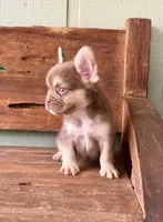 Rusty, a male French Bulldog for sale in Tuscola, TX – 6 of 8