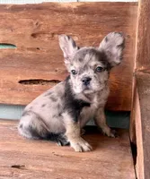 Sable, a female French Bulldog for sale in Tuscola, TX – 7 of 9