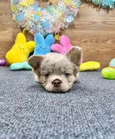 Lainey, a female French Bulldog for sale in Tuscola, TX – Photo 7 of 10