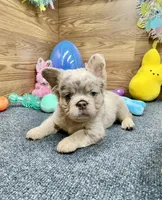 Lainey, a female French Bulldog for sale in Tuscola, TX – Photo 2 of 10