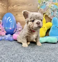 Lainey, a female French Bulldog for sale in Tuscola, TX – Photo 3 of 10