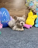 Lainey, a female French Bulldog for sale in Tuscola, TX – Photo 10 of 10