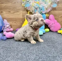 Lainey, a female French Bulldog for sale in Tuscola, TX – Photo 1 of 10