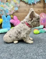 Lainey, a female French Bulldog for sale in Tuscola, TX – Photo 6 of 10