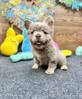 Lainey, a female French Bulldog for sale in Tuscola, TX – Photo 5 of 10