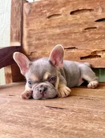 Jasper, a male French Bulldog for sale in Tuscola, TX – 7 of 10