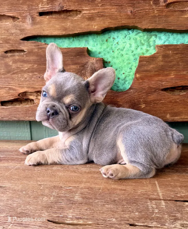 Jasper – French Bulldog puppy for sale in Tuscola, TX