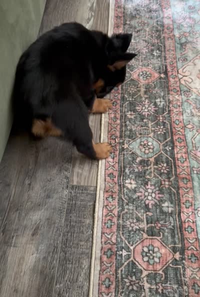 Bear, a male French Bulldog for sale in Tuscola, TX – 7 of 7