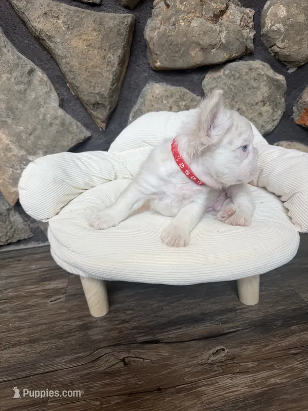 Dom, a male French Bulldog for sale in Tuscola, TX — photo 3