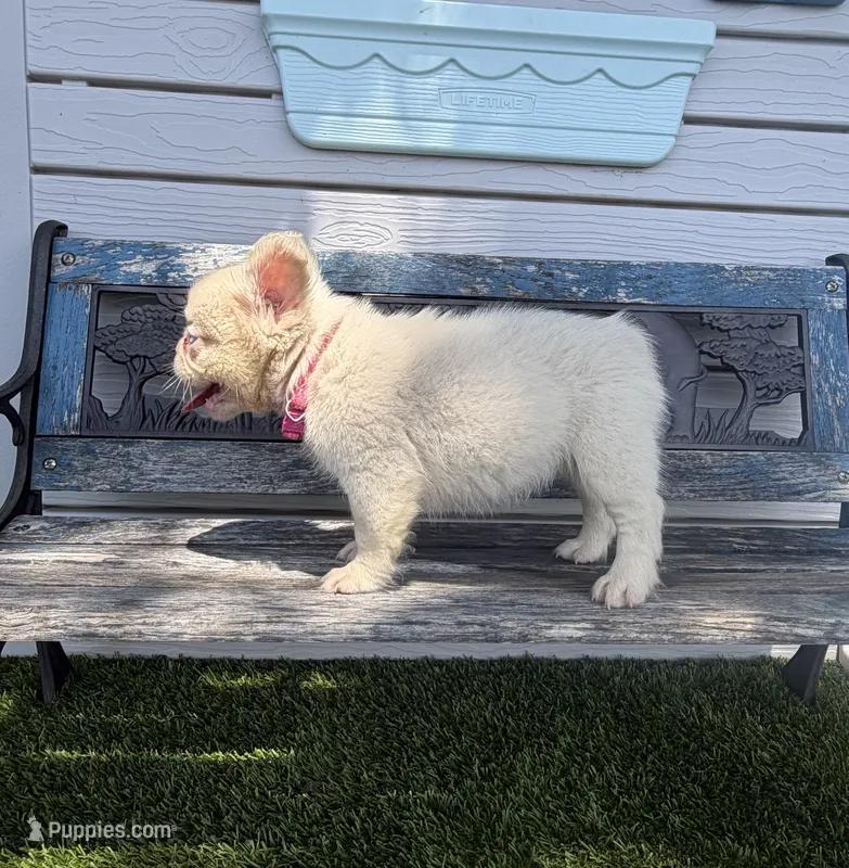Halo, a female French Bulldog for sale in Tuscola, TX - 4 of 8
