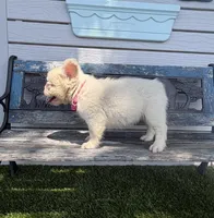 Halo, a female French Bulldog for sale in Tuscola, TX – 4 of 8