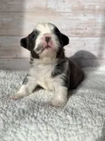 Dr. Grant, a male French Bulldog for sale in Tuscola, TX – 4 of 6