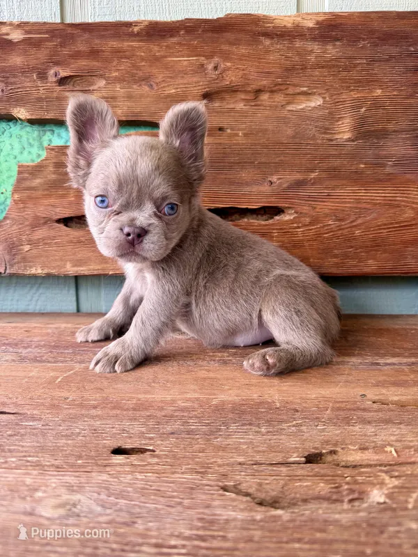 Mocha Rose, a female French Bulldog for sale in Tuscola, TX - 3 of 10