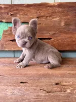 Mocha Rose, a female French Bulldog for sale in Tuscola, TX – 3 of 10