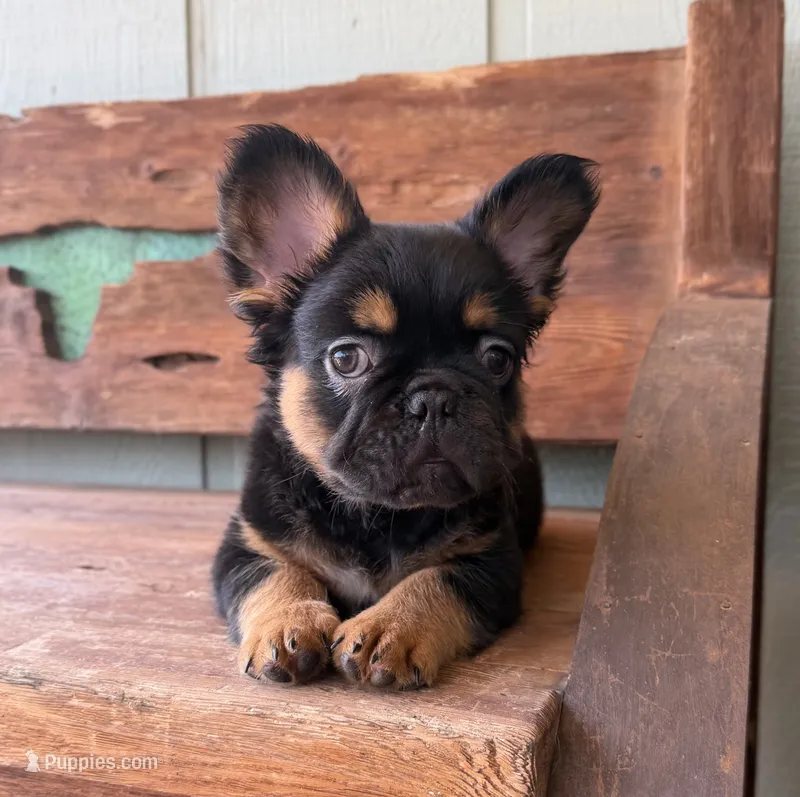 Bear – French Bulldog puppy for sale in Tuscola, TX