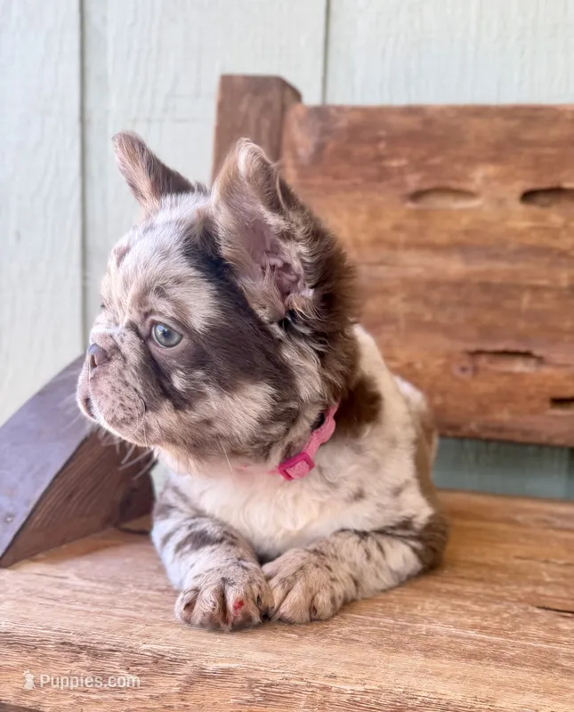 Honey, a female French Bulldog for sale in Tuscola, TX - 3 of 9