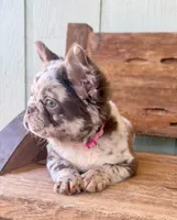Honey, a female French Bulldog for sale in Tuscola, TX – 3 of 10