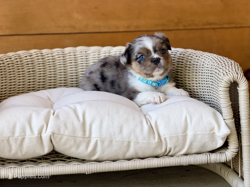 Macallan, a male French Bulldog for sale in Tuscola, TX — photo 9