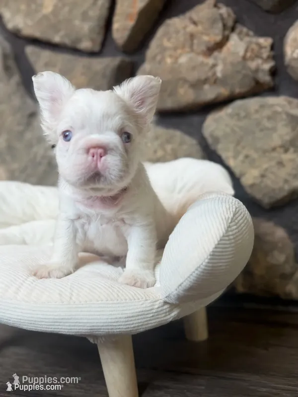 Dom – French Bulldog puppy for sale in Tuscola, TX