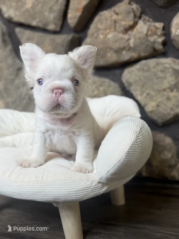 Dom, a male French Bulldog for sale in Tuscola, TX — photo 4