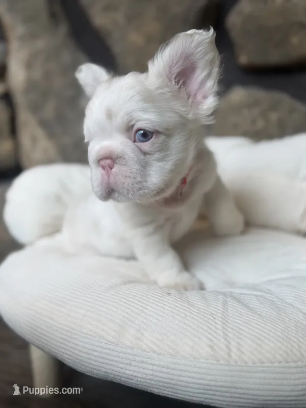 Dom, a male French Bulldog for sale in Tuscola, TX — photo 5