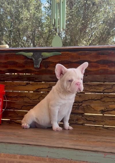 Moonshine, a male French Bulldog for sale in Tuscola, TX – 5 of 5