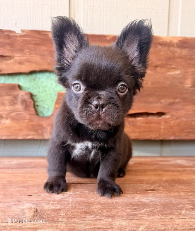 Mocha Bean, a female French Bulldog for sale in Tuscola, TX - 5 of 5