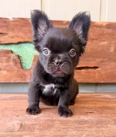 Mocha, a female French Bulldog for sale in Tuscola, TX – 5 of 5